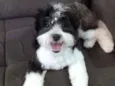 Ozzy