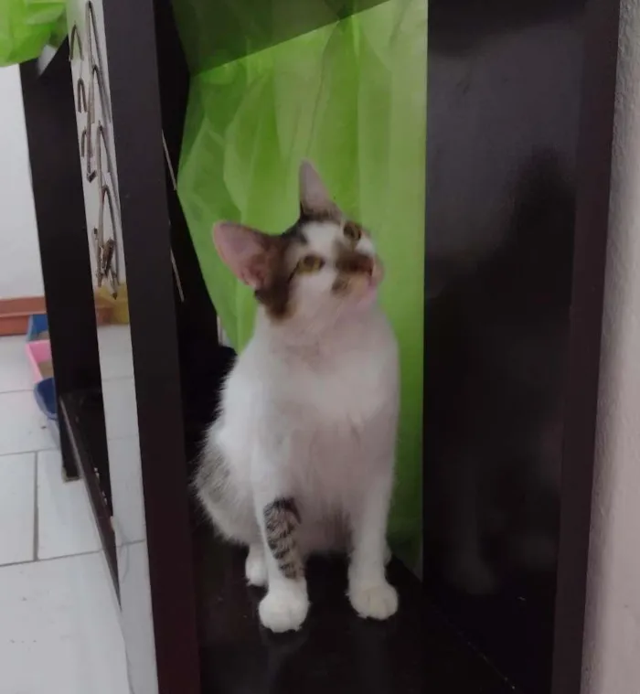 Gato raça SRD idade 7 a 11 meses nome Driguinho