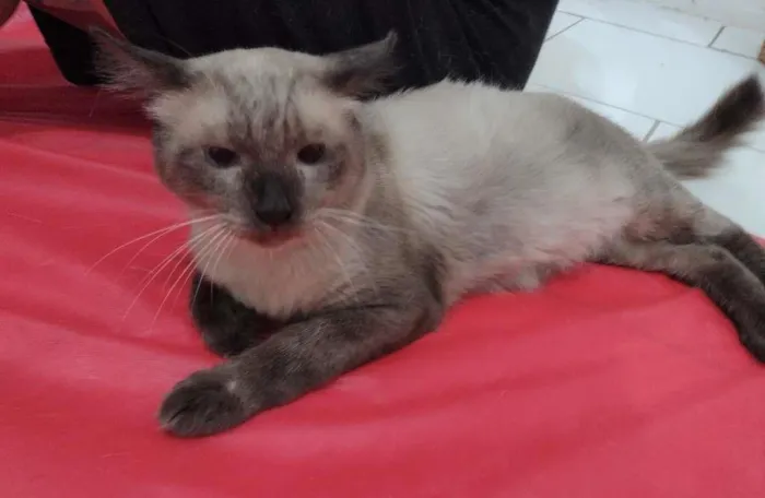 Gato ra a SRD-ViraLata idade 2 anos nome Harry