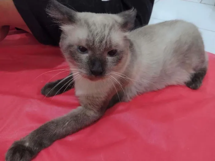 Gato ra a SRD-ViraLata idade 2 anos nome Harry