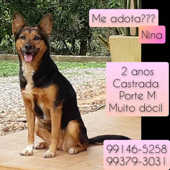 Cachorro raça SRD idade 2 anos nome Nina