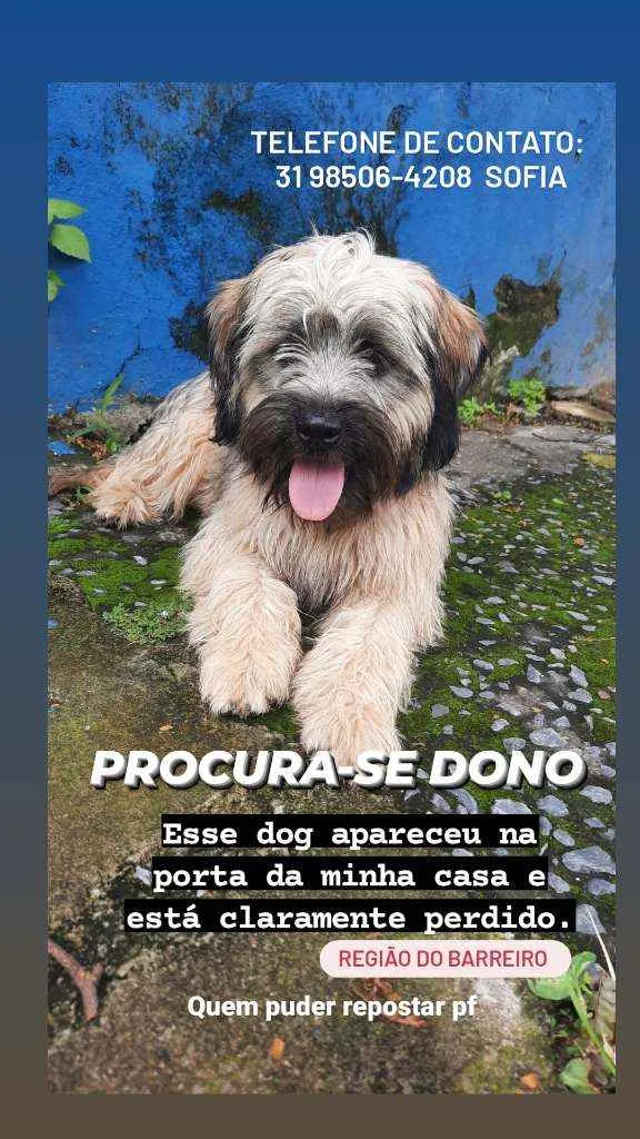 Cachorro raça Não reconheço  idade 2 anos nome Jake
