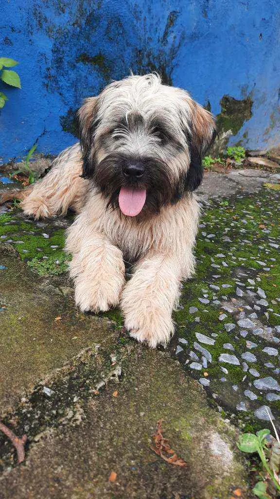Cachorro raça Não reconheço  idade 2 anos nome Jake