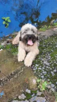Jake
