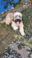 Jake