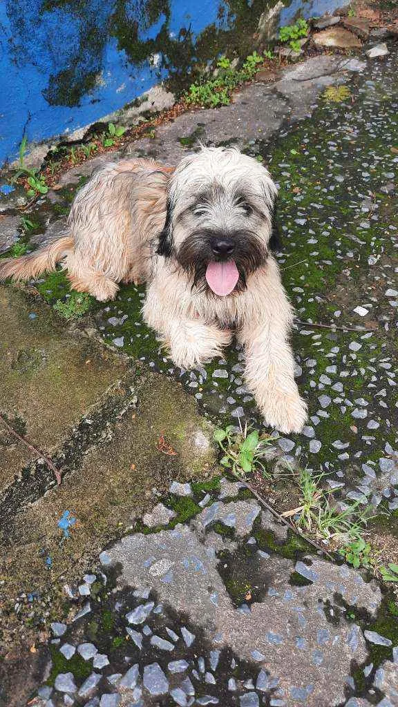 Cachorro raça Não reconheço  idade 2 anos nome Jake