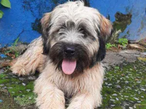 Cachorro raça Não reconheço  idade 2 anos nome Jake
