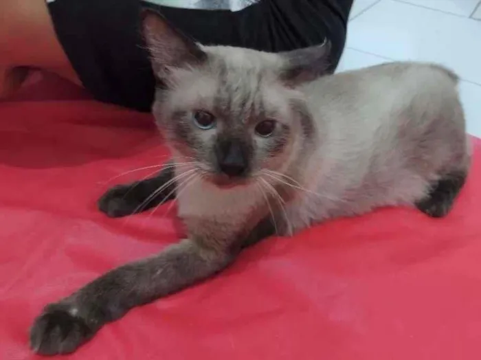 Gato ra a SRD-ViraLata idade 2 anos nome Harry