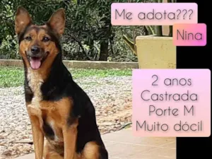 Cachorro raça SRD idade 2 anos nome Nina
