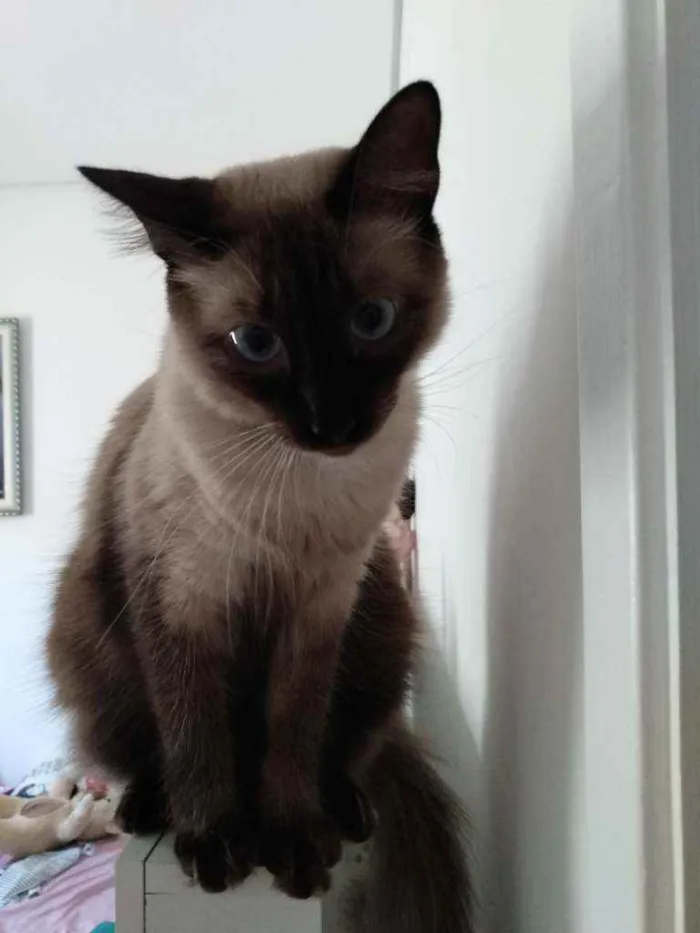 Gato ra a Siamês idade 1 ano nome Marie