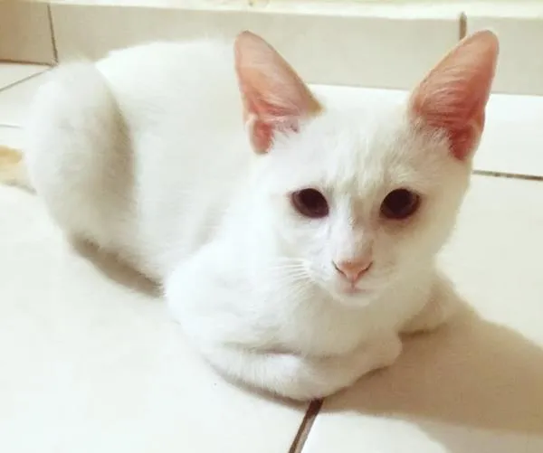 Gato raça SRD-ViraLata idade 2 a 6 meses nome BENTO BEGE