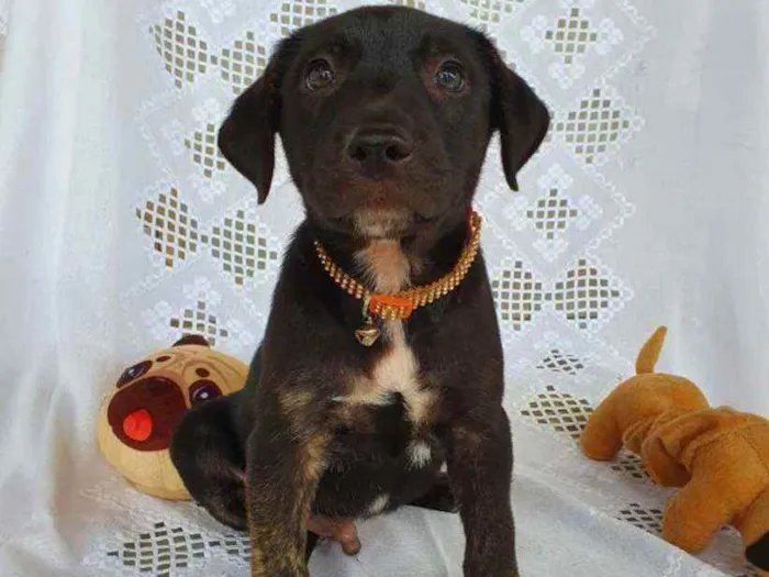 Cachorro ra a SRD  idade 2 a 6 meses nome SCOTT 