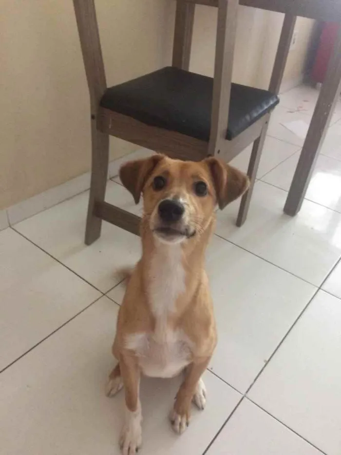 Cachorro ra a SRD idade 7 a 11 meses nome Buddy