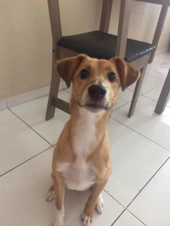 Cachorro ra a SRD idade 7 a 11 meses nome Buddy
