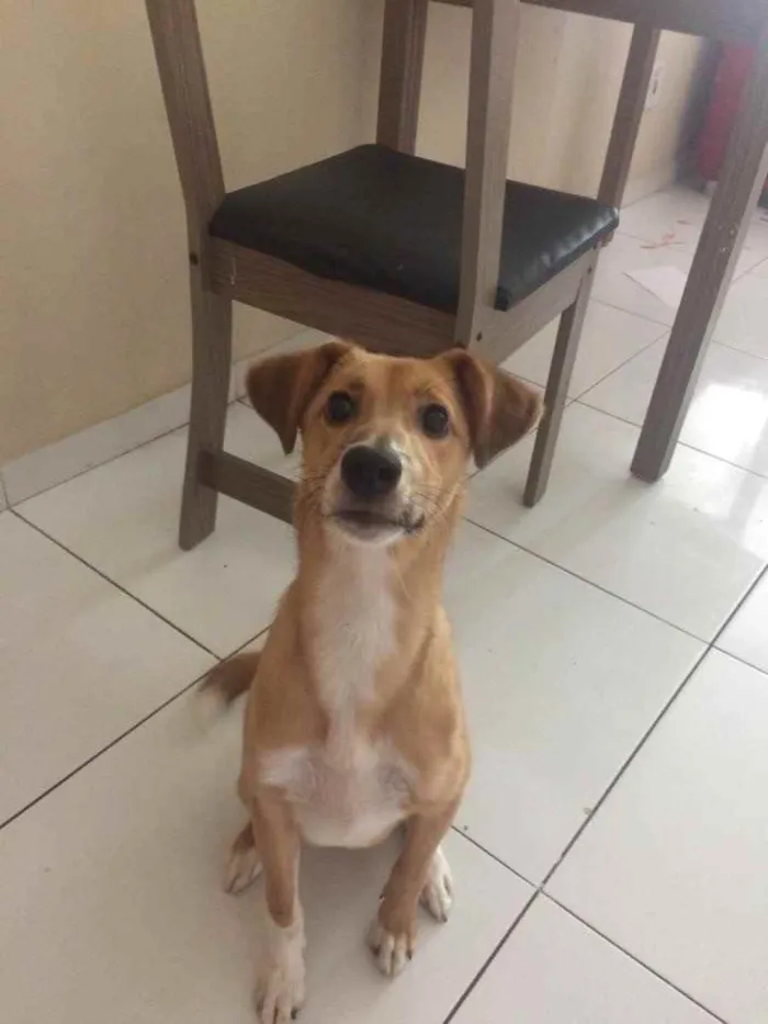 Cachorro ra a SRD idade 7 a 11 meses nome Buddy
