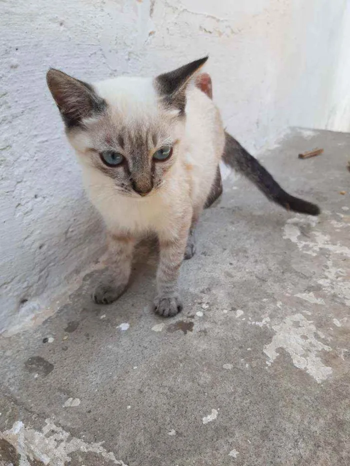 Gato ra a Mestiço idade 2 a 6 meses nome Gatinhos