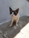Gatinhos