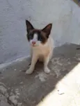 Gatinhos