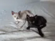 Gatinhos