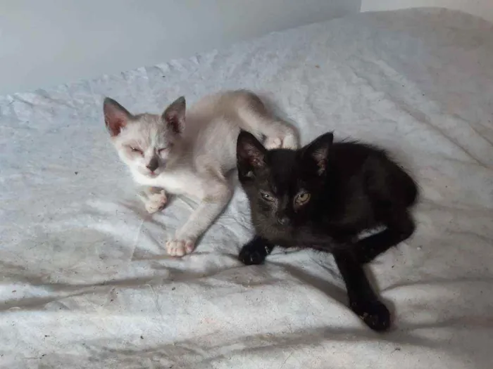 Gato ra a Mestiço idade 2 a 6 meses nome Gatinhos