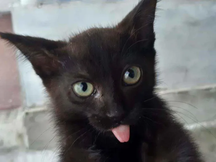 Gato ra a Mestiço idade 2 a 6 meses nome Gatinhos