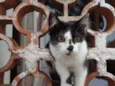 Gatinhos