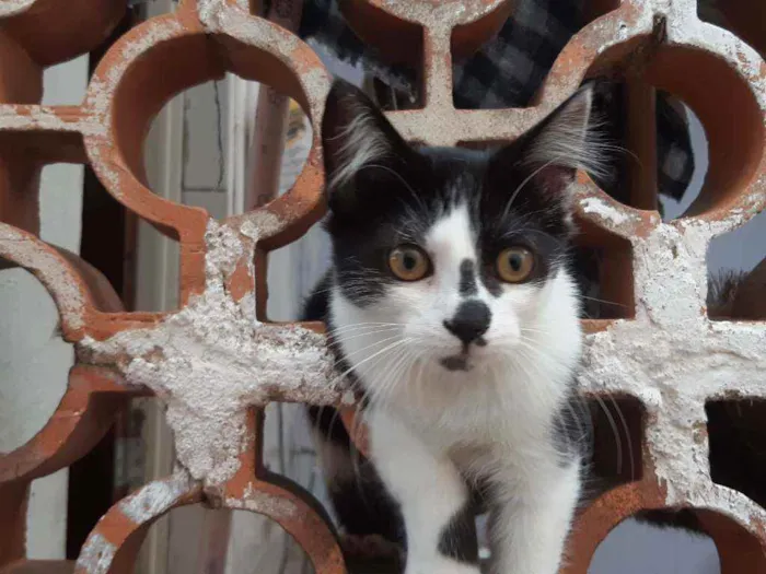Gato ra a Mestiço idade 2 a 6 meses nome Gatinhos