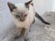 Gatinhos