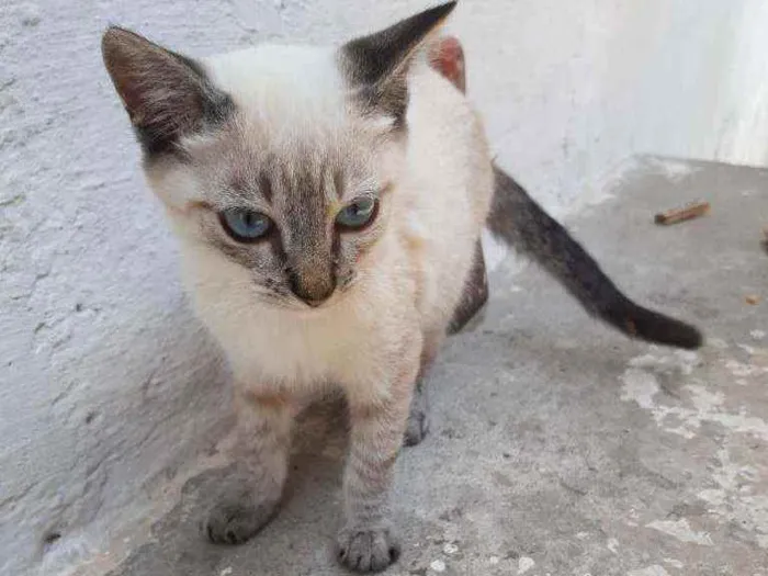 Gato ra a Mestiço idade 2 a 6 meses nome Gatinhos