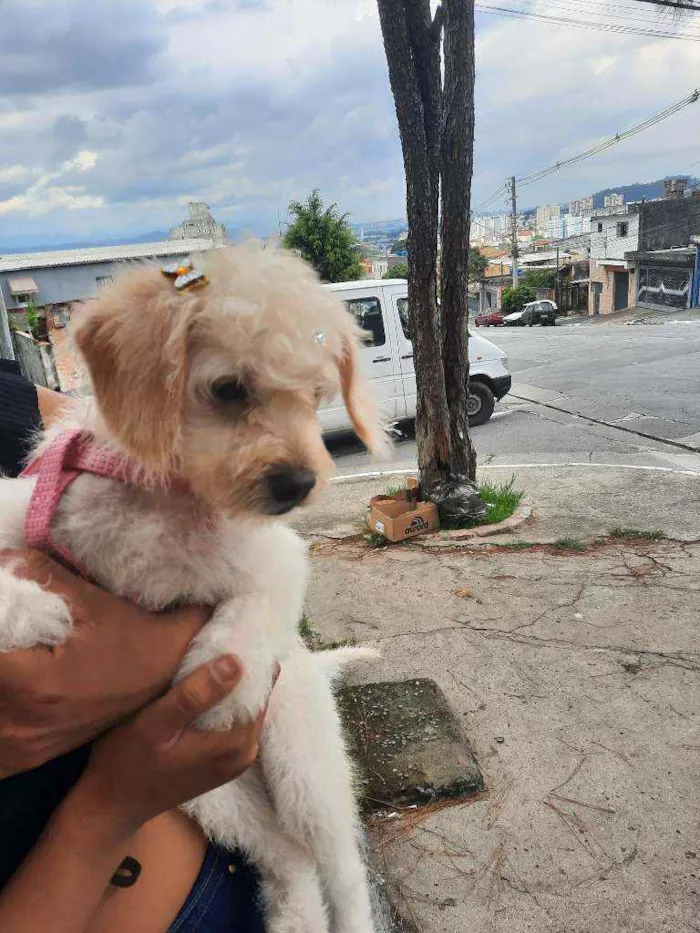 Cachorro raça Não  idade 2 a 6 meses nome CHIARA