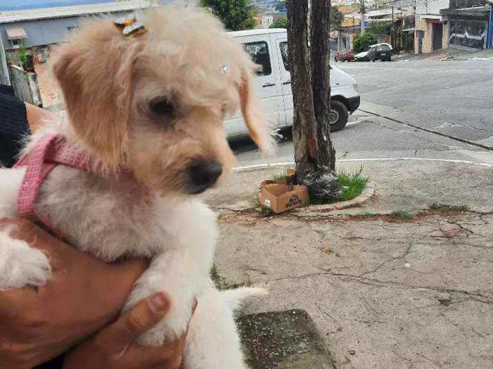 Cachorro raça Não  idade 2 a 6 meses nome CHIARA