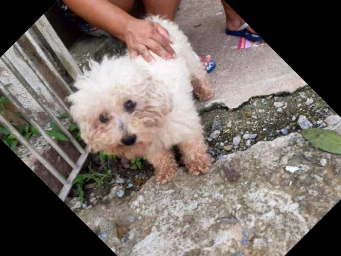 Cachorro ra a Mix poodle idade 3 anos nome Thorzinho