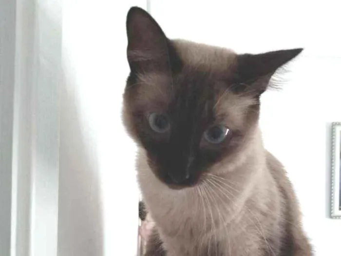 Gato ra a Siamês idade 1 ano nome Marie