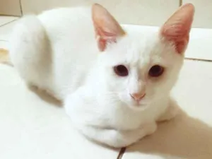 Gato raça SRD-ViraLata idade 2 a 6 meses nome BENTO BEGE