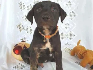 Cachorro raça SRD  idade 2 a 6 meses nome SCOTT 