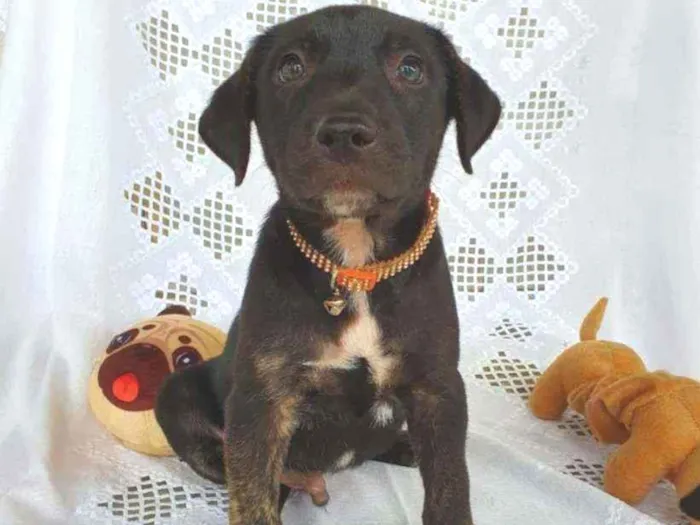 Cachorro ra a SRD  idade 2 a 6 meses nome SCOTT 