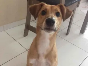 Cachorro raça SRD idade 7 a 11 meses nome Buddy