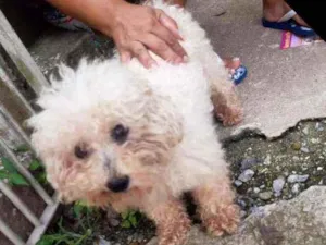 Cachorro raça Mix poodle idade 3 anos nome Thorzinho