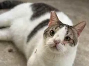 Gato raça Vira lata  idade 4 anos nome Harry