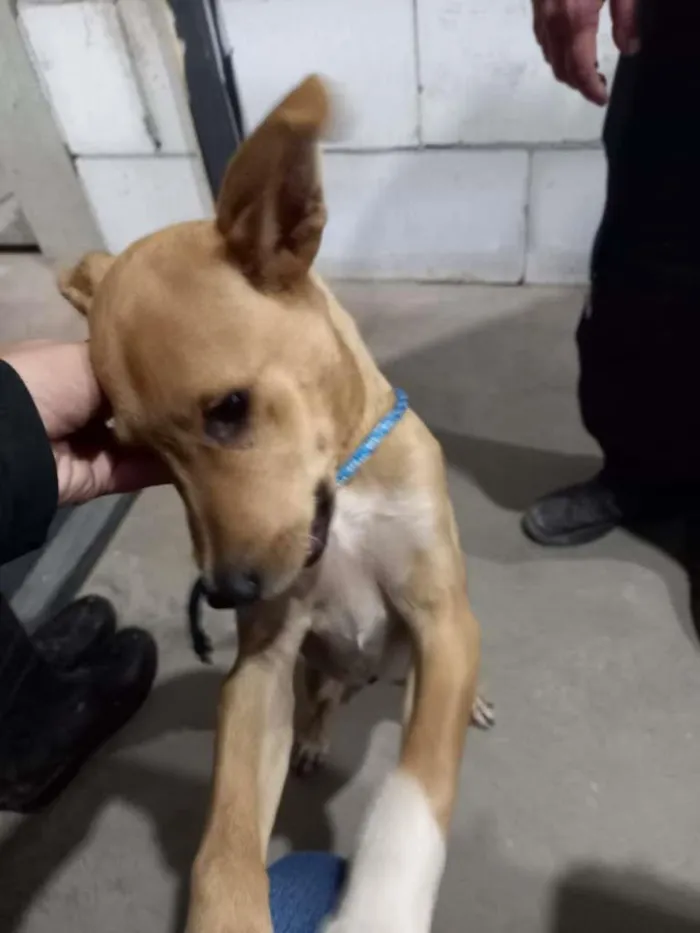 Cachorro ra a SRD-ViraLata idade 2 a 6 meses nome Caramelo?