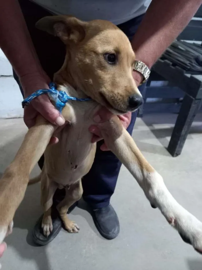 Cachorro ra a SRD-ViraLata idade 2 a 6 meses nome Caramelo?