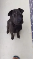 Otto