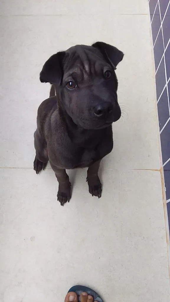 Cachorro ra a SharPei idade 2 a 6 meses nome Otto