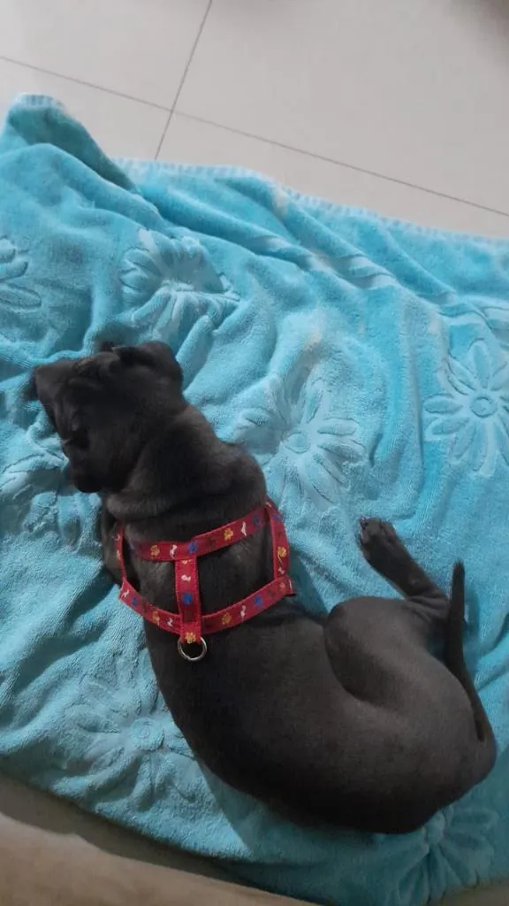 Cachorro ra a SharPei idade 2 a 6 meses nome Otto