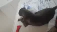 Otto