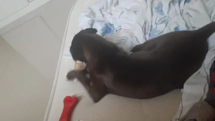 Cachorro ra a SharPei idade 2 a 6 meses nome Otto