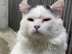 Gato raça Vira lata  idade 6 ou mais anos nome Fracesco 
