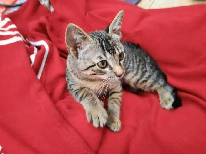 Gato ra a S.R.D. idade 2 a 6 meses nome Chico