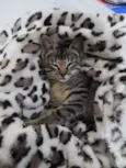Chico