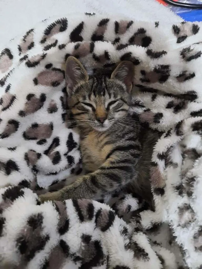 Gato ra a S.R.D. idade 2 a 6 meses nome Chico
